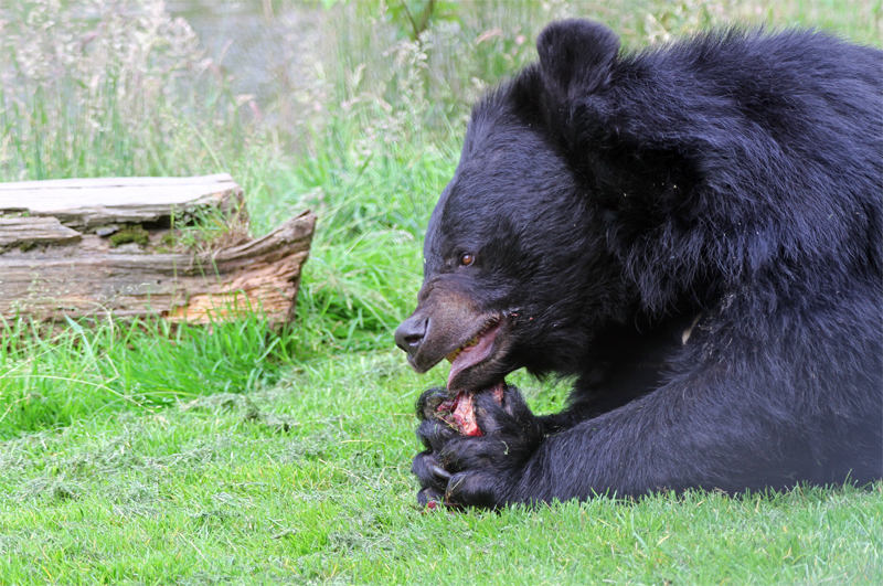 Kragenbär