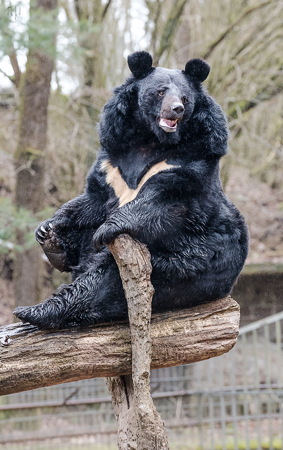 Kragenbär im Regen