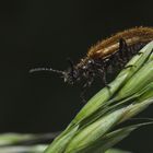 Kragenbock (Anaesthetis testacea) auf Süßgras