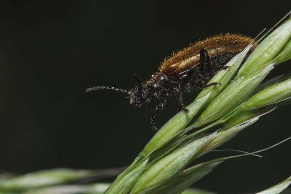 Kragenbock (Anaesthetis testacea) auf Süßgras
