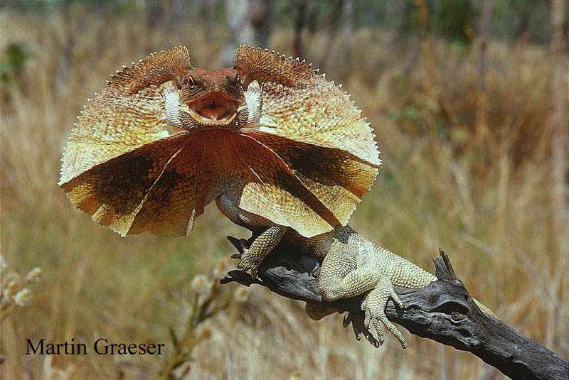Kragenechse - Frilled Lizard