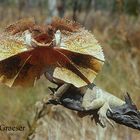 Kragenechse - Frilled Lizard