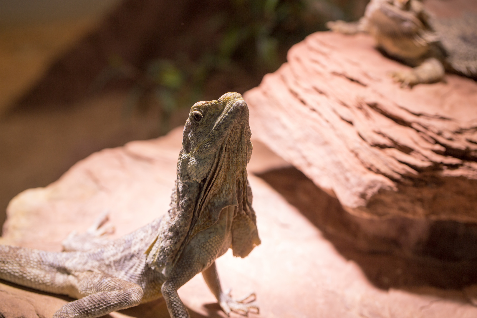 Kragenechse im Stuttgarter Zoo