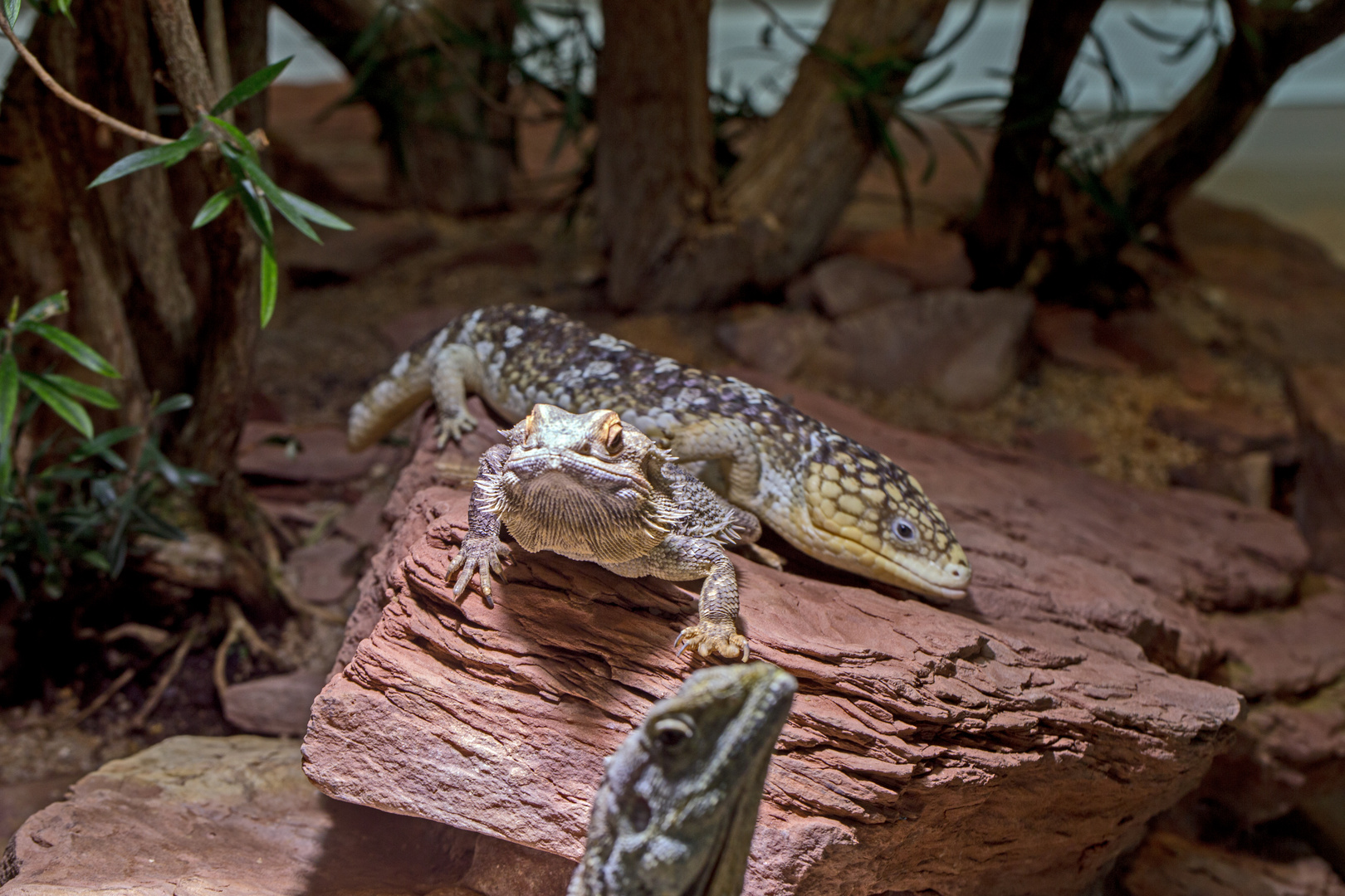 Kragenechse und Bartagame Stuttgarter Zoo