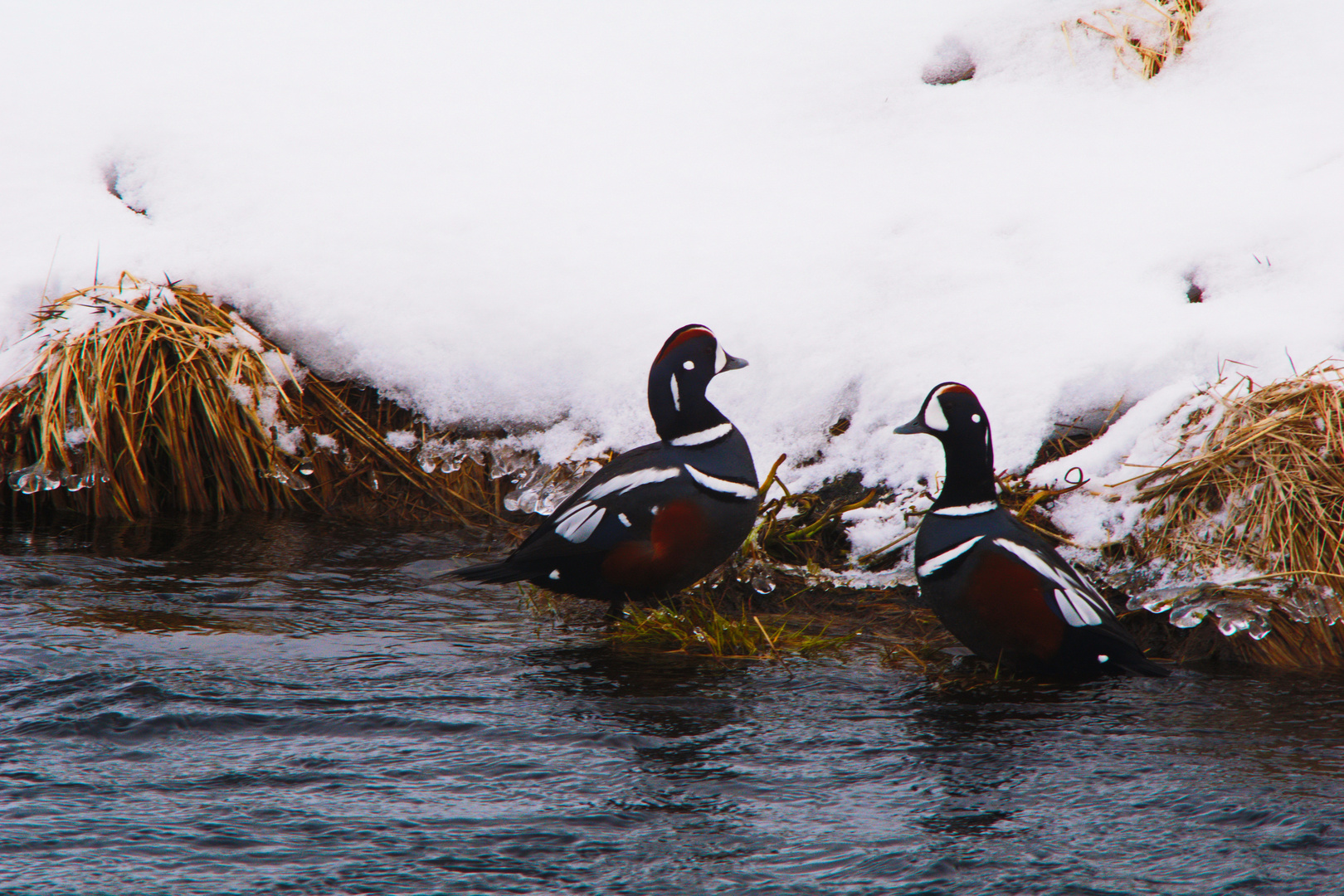 Kragenenten oder auch Harlekinenten, Nordisland