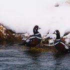 Kragenenten oder auch Harlekinenten, Nordisland