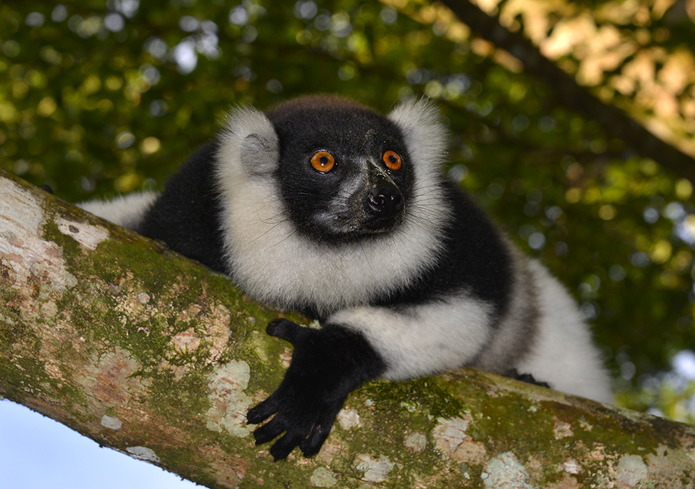 Kragenlemur