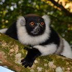 Kragenlemur