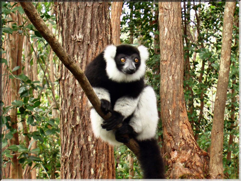 Kragenlemur auf Madagaskar