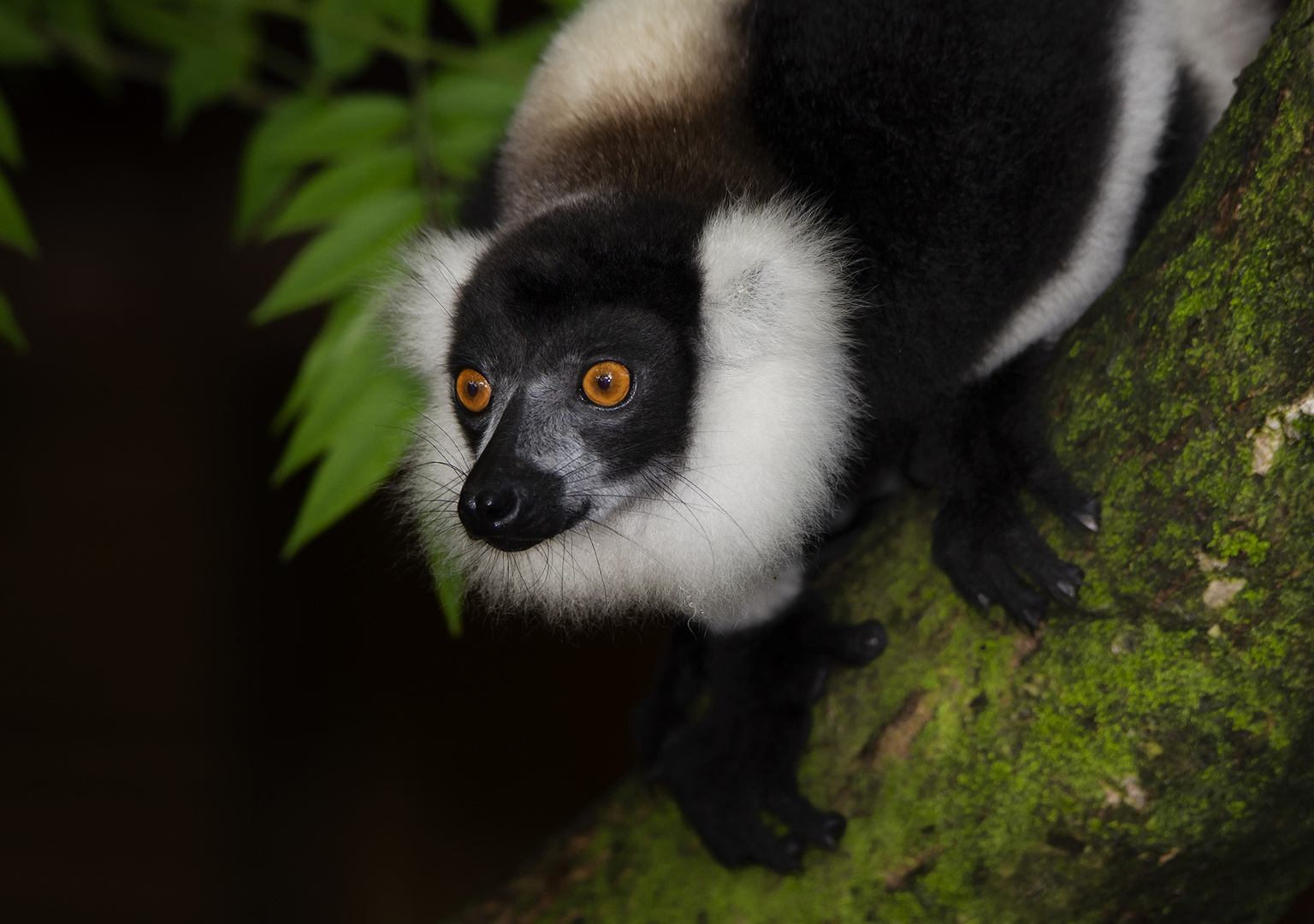 Kragenlemur im Regenwald