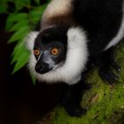 Kragenlemur im Regenwald