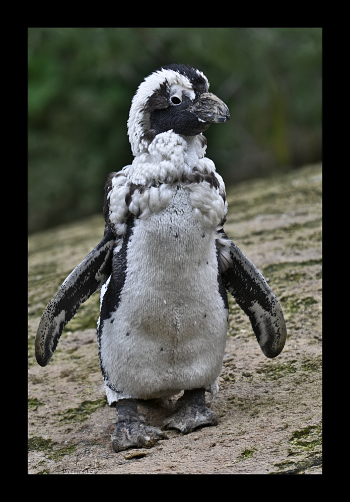 Kragenpinguin