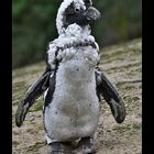 Kragenpinguin