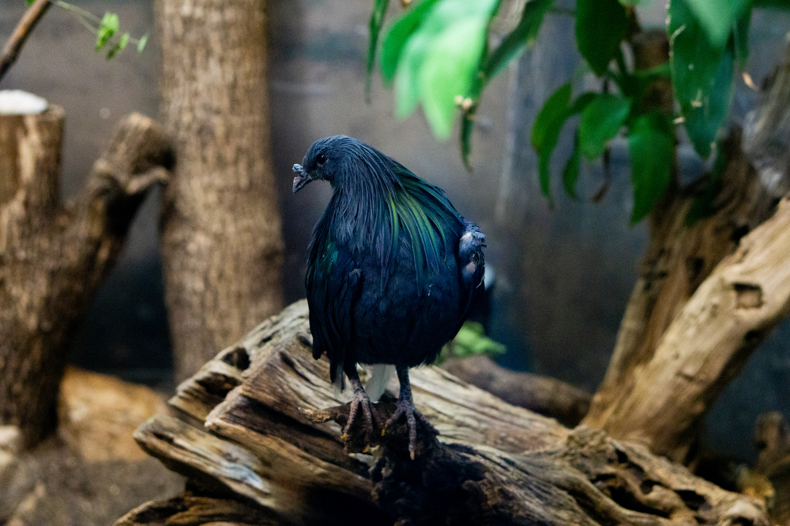 Kragentaube (Caloenas nicobarica) im Lincoln Park Zoo.