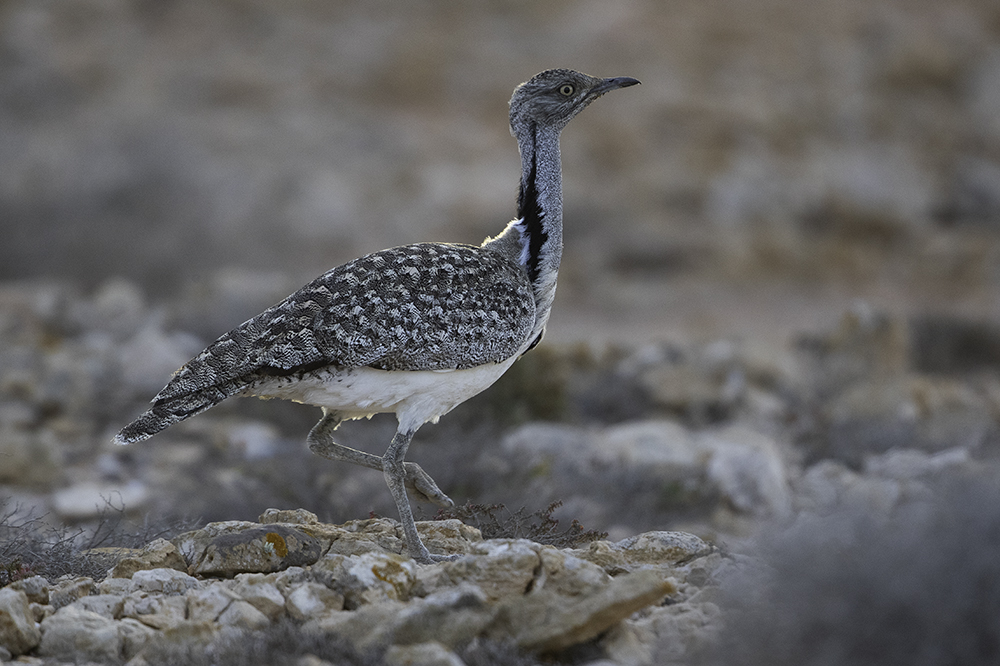 Kragentrappe (Chlamydotis undulata fuertaventurae) auf Fuerteventura