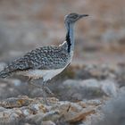 Kragentrappe (Chlamydotis undulata fuertaventurae) auf Fuerteventura