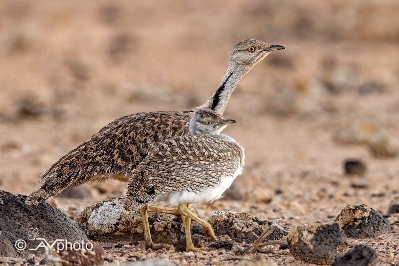 Kragentrappe mit Jungvogel 