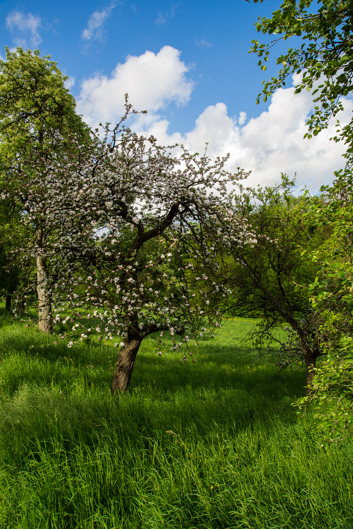 Kraichgau 2