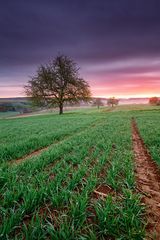 Kraichgau Dawn