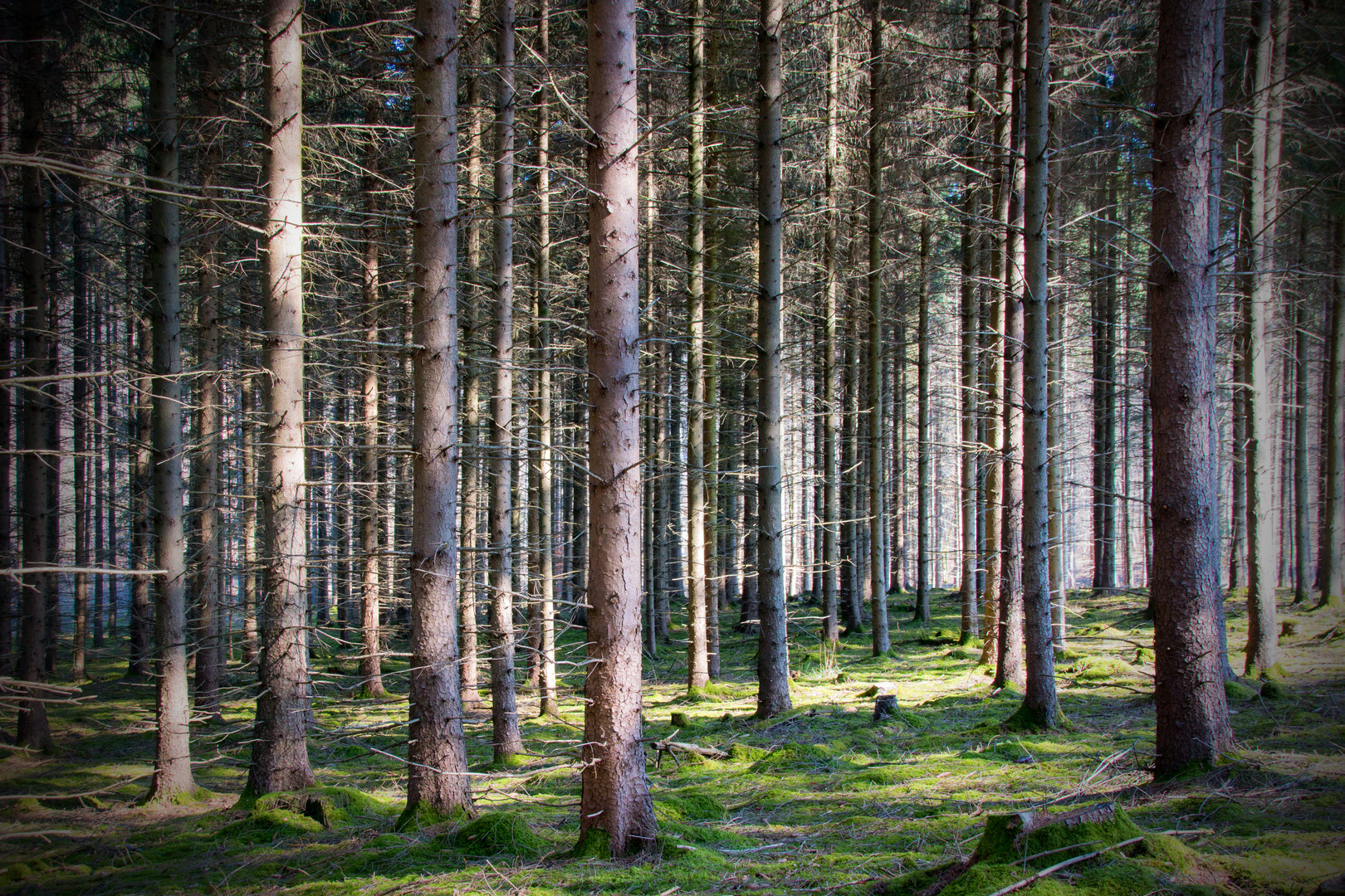 Kraichgau - Es scheint die Sonne im Tannenwald