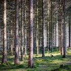 Kraichgau - Es scheint die Sonne im Tannenwald