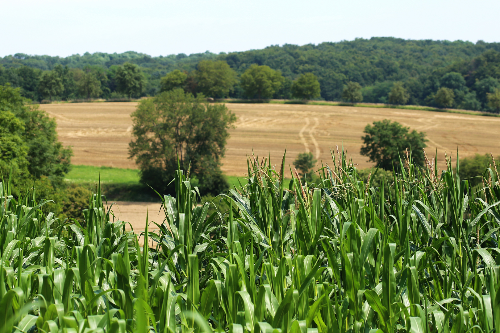 Kraichgau-Landschaft nach der Getreideernte