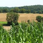 Kraichgau-Landschaft nach der Getreideernte