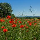 Kraichgau-Mohn