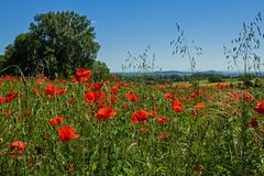 Kraichgau-Mohn