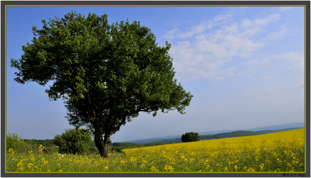 Kraichgau - Raps