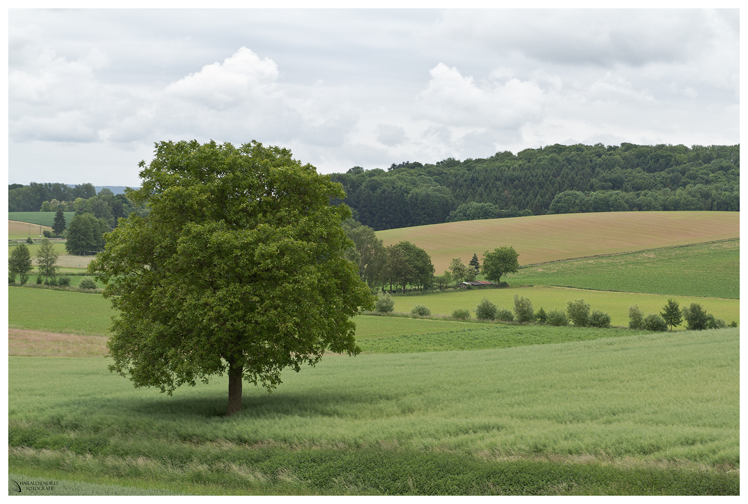 Kraichgau V