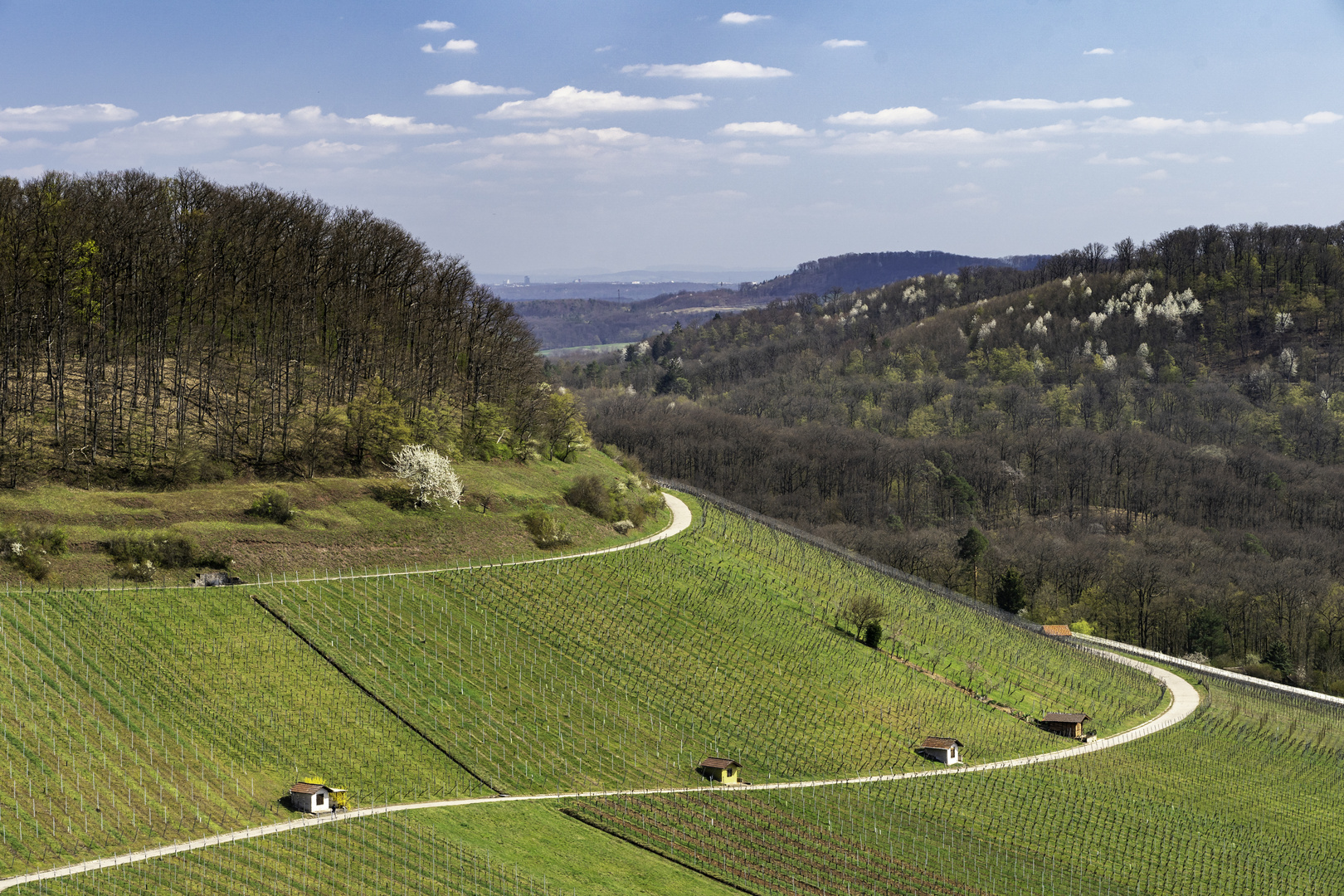 Kraichgauer Weinberg im Frühling