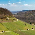 Kraichgauer Weinberg im Frühling