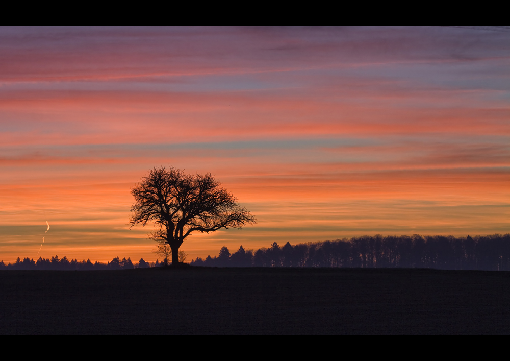 Kraichgauer Winterbaum