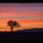 Kraichgauer Winterbaum