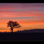 Kraichgauer Winterbaum