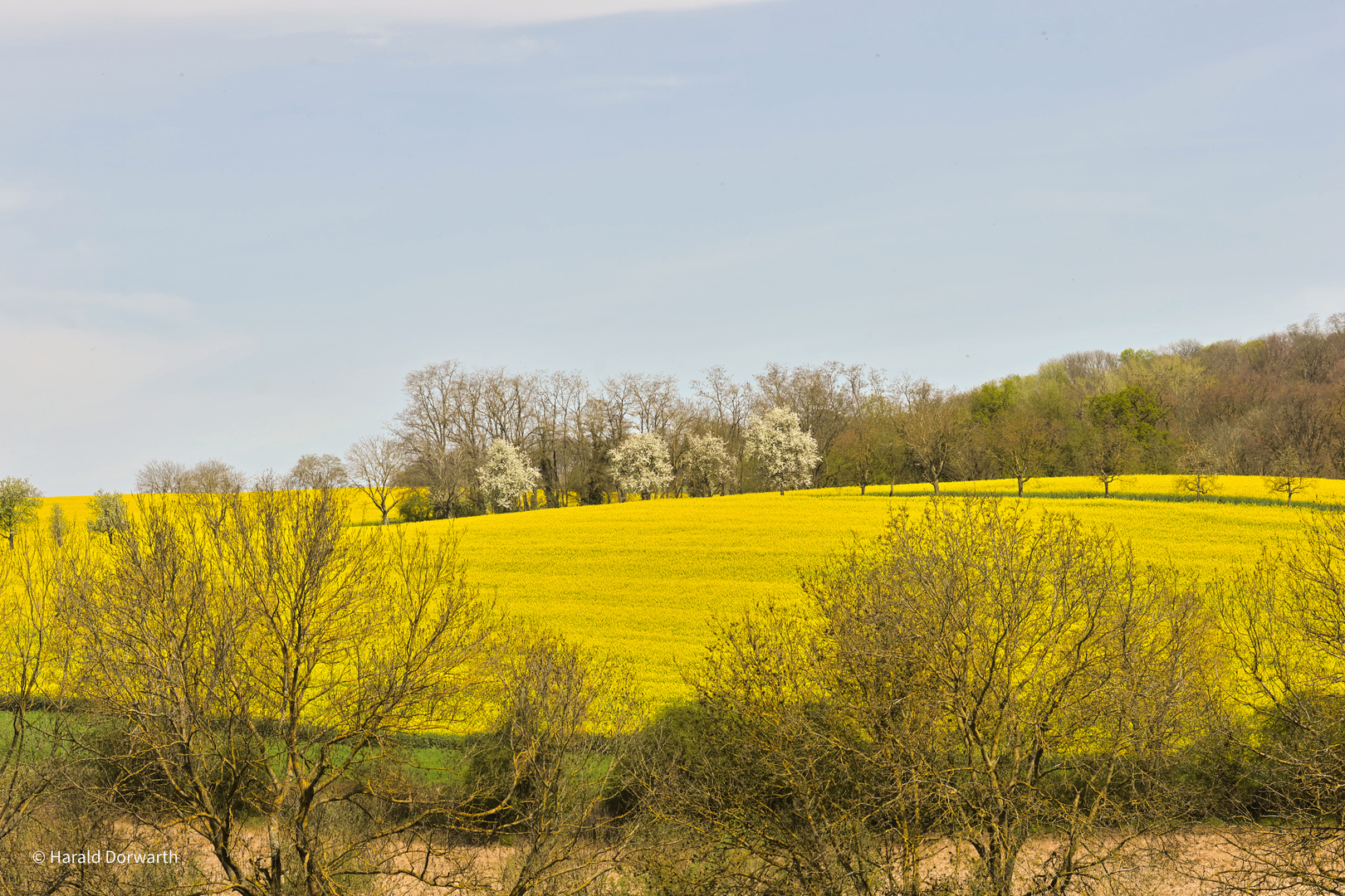 Kraichgaulandschaft im Frühling