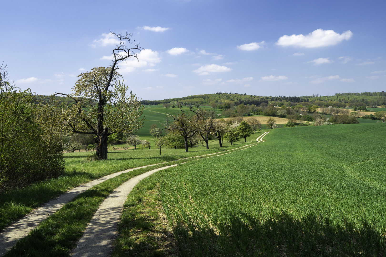 Kraichgaulandschaft im Frühling