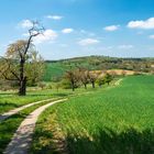 Kraichgaulandschaft im Frühling