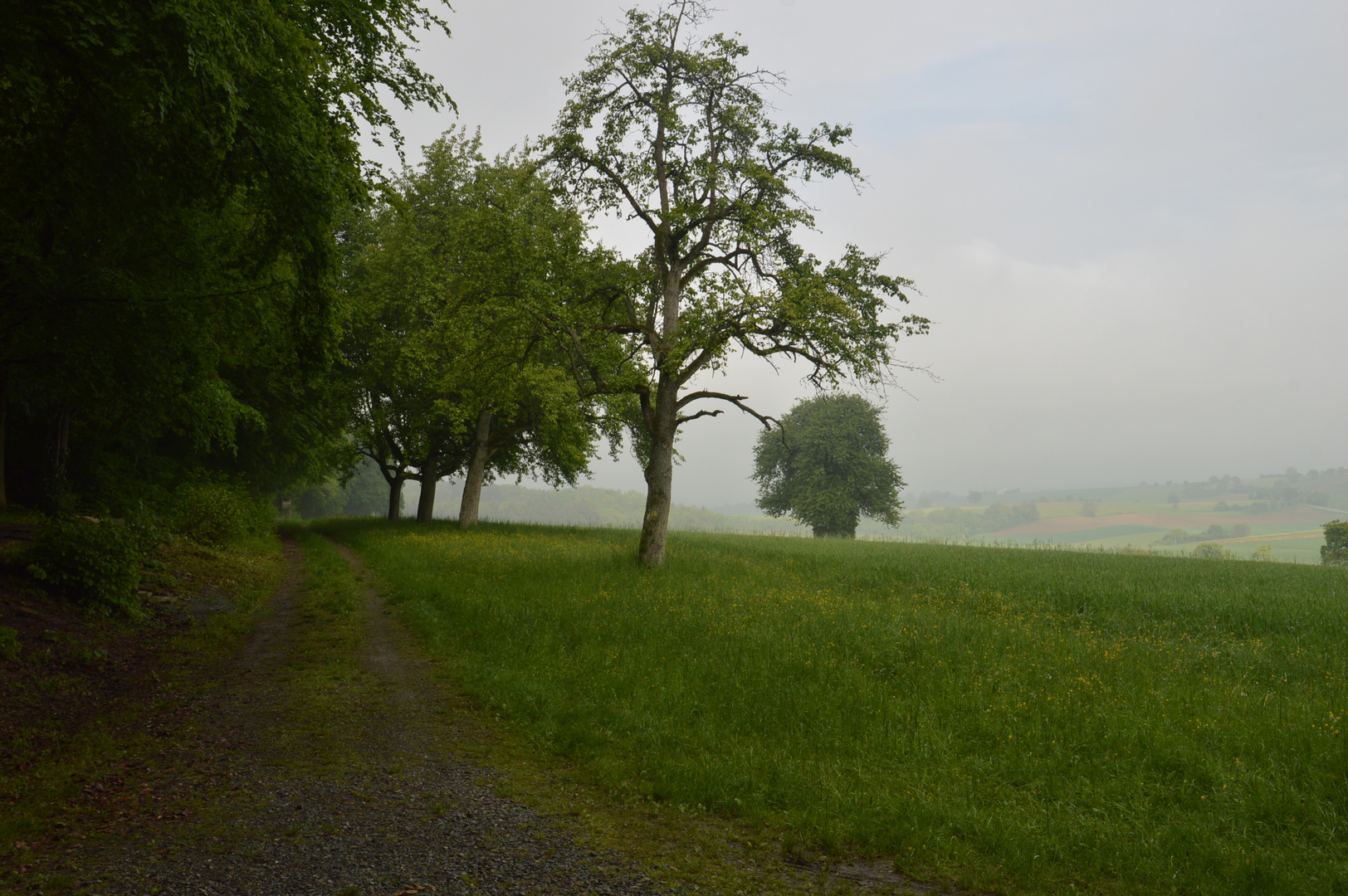 Kraichgaulandschaft im Nebel