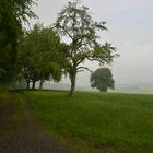 Kraichgaulandschaft im Nebel