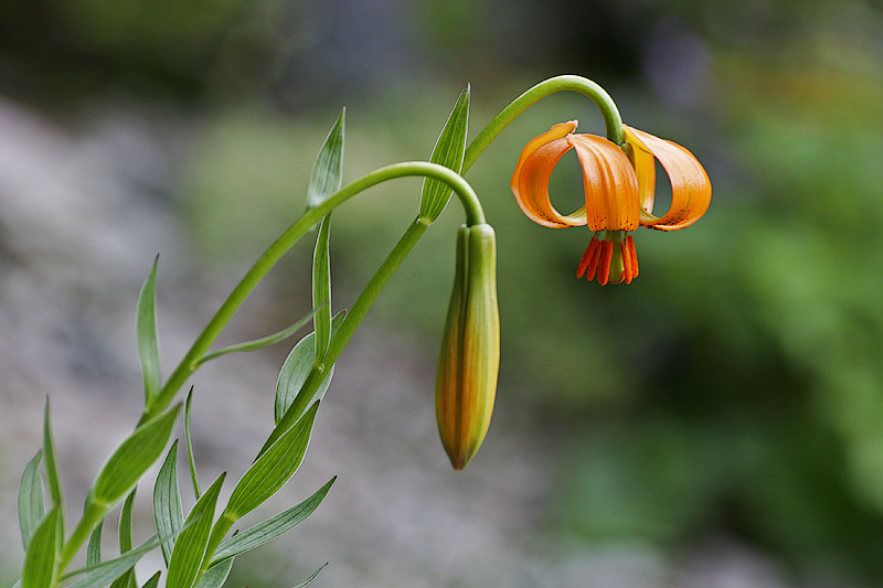 Krainer Lilie (Lilium carniolicum)