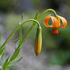 Krainer Lilie (Lilium carniolicum)