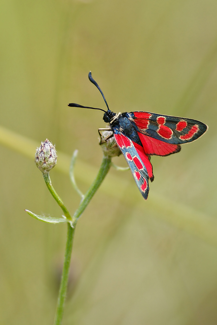 Krainer-oder auch Esparsettenwidderchen (Zygaena carniolica)