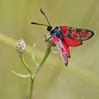 Krainer-oder auch Esparsettenwidderchen (Zygaena carniolica)