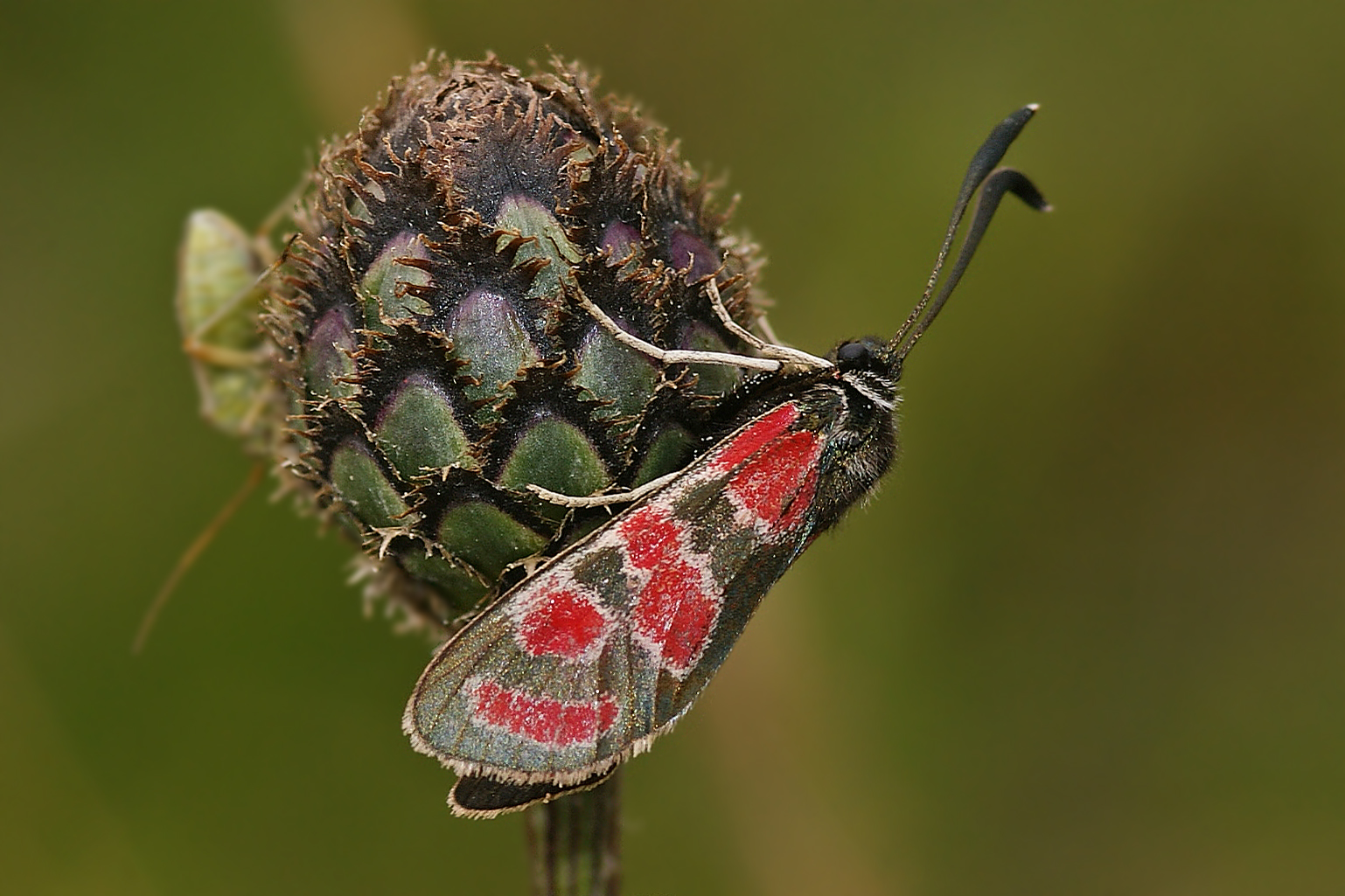 Krainer-oder Esparsetten-Widderchen (Zygaena carniolica)......