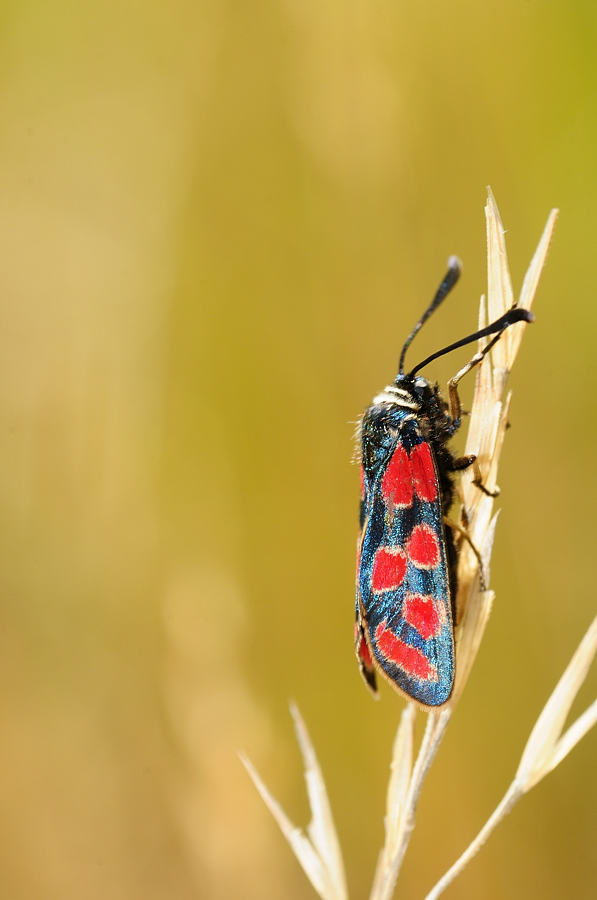 Krainer Widderchen oder Esparsettenwidderchen (Zygaena carniolica)