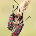 Krainische Widderchen, Zygaena carniolica