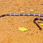 Krait - Sri Lanka