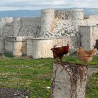 Krak des Chevaliers, Syria